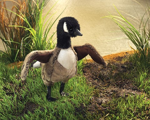 Goose, Canada AKA Hissing cobra chicken