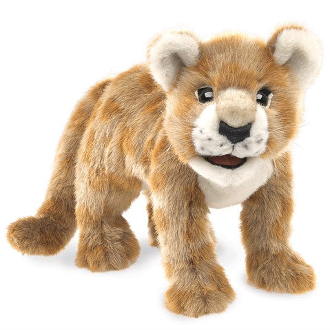 African Lion Cub